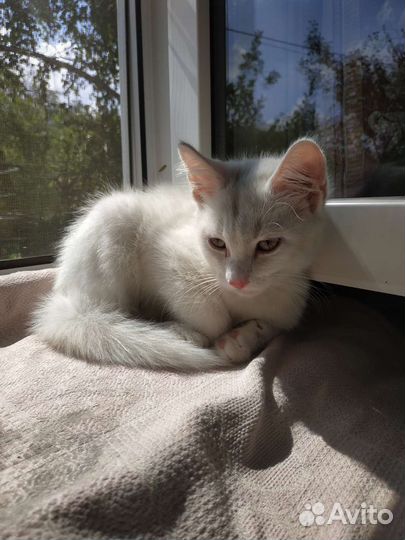 Котик белый