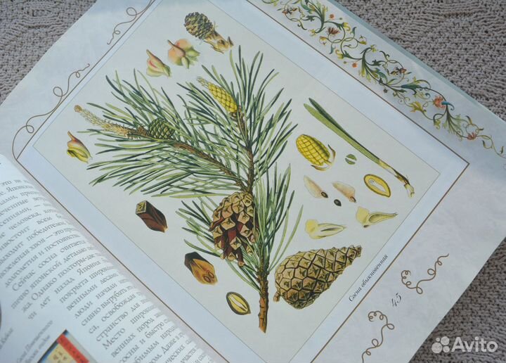 Царство флоры