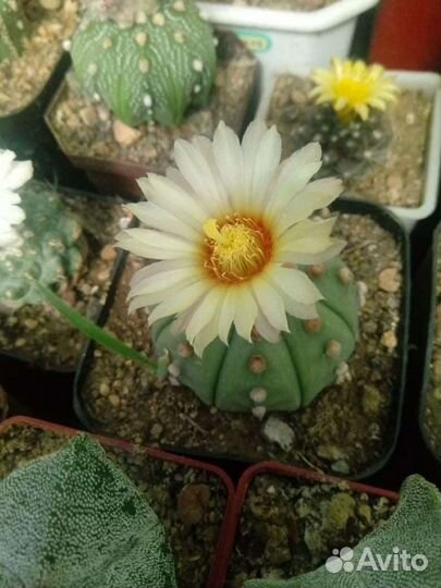 Кактусы и суккуленты