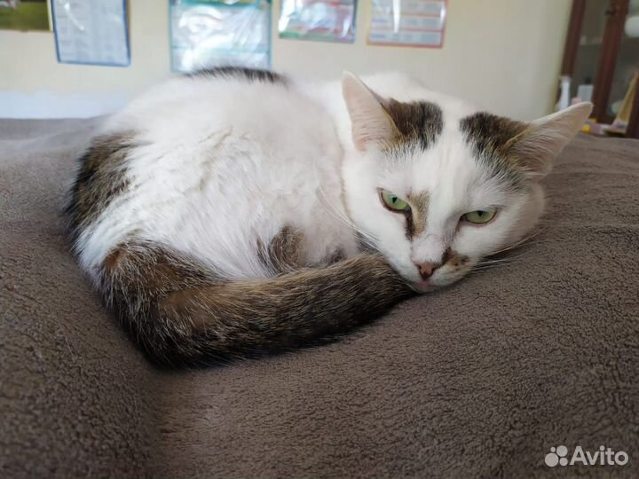 Грустный день рождения крылатого кота Зорана