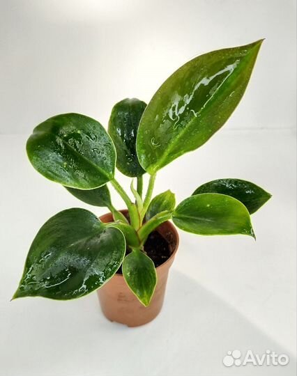 Филодендрон биркин