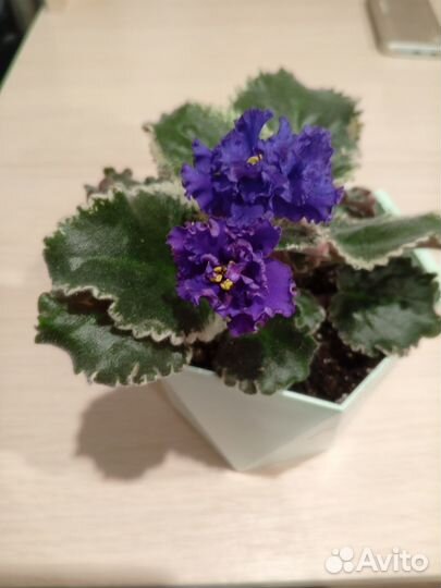 Домашние цветы