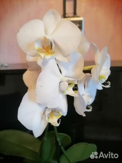 Орхидеи