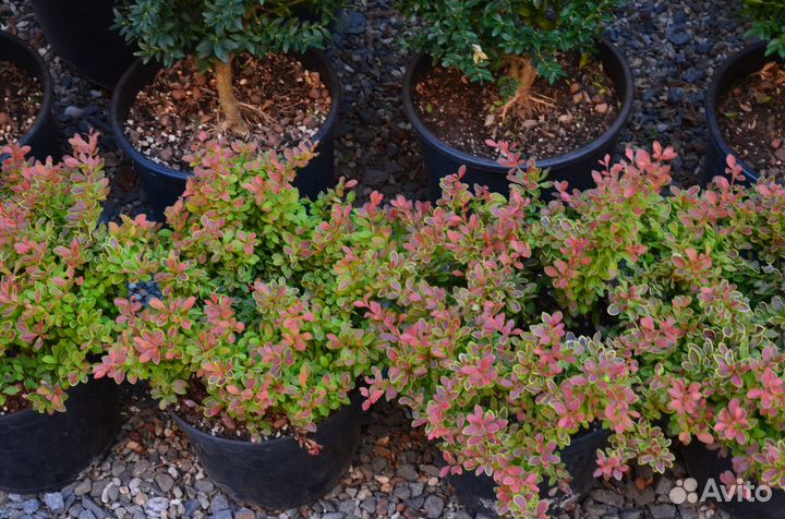 Барбарис тунберга Адмирейшн