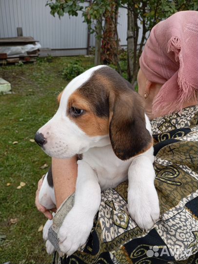 Русская пегая гончая