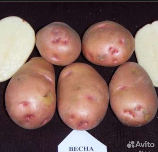 Картофель семенной