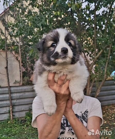 Щенок в добрые руки бесплатно
