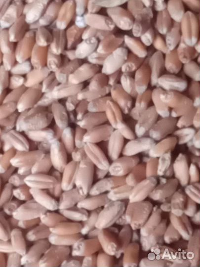 Зерно пшеница 5 класс