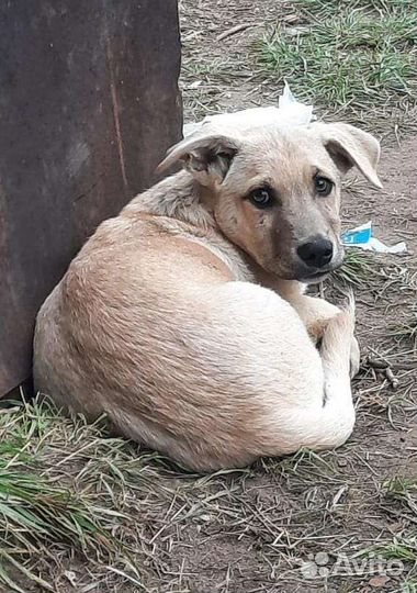 Щенок в добрые руки бесплатно