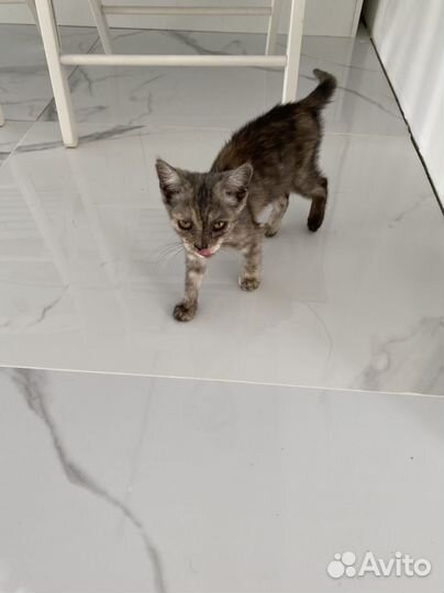 Котенок в дар бесплатно