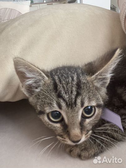 Котенок 2 месяца