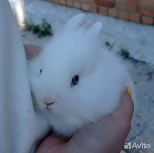 Карликовый кролик