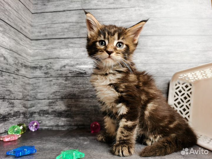 Котята мейн-кун