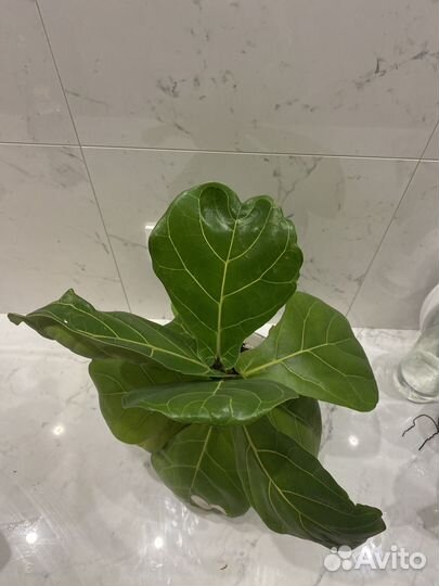 Нематантус лирата муншайн ятрофа красула опунция