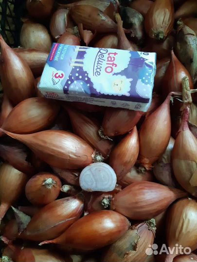 Лук шалот семейный
