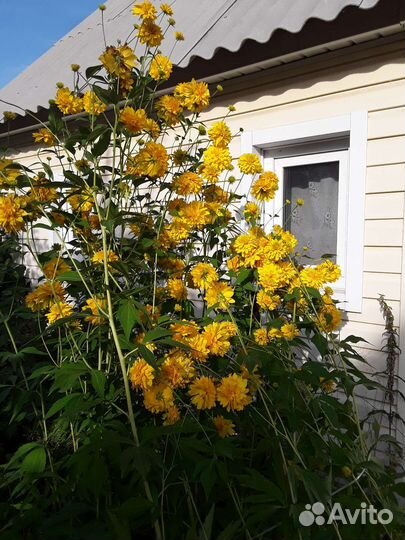 Ирисы бородатые,зол.шар,очиток георгины