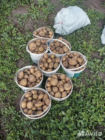 Продам картофель