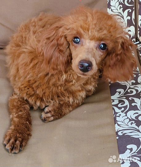 Красный той пудель из питомника