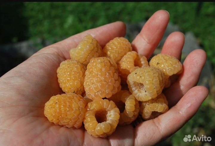 Саженцы жёлтой малины