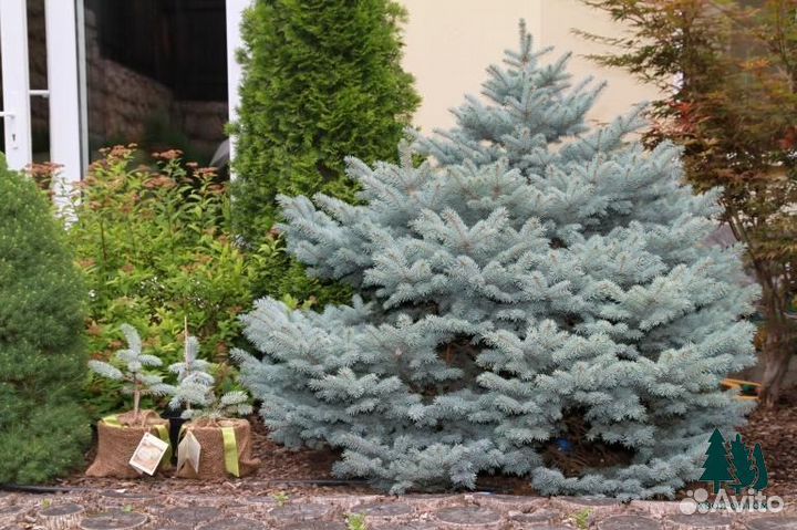 Голубая ель 4,6м и др