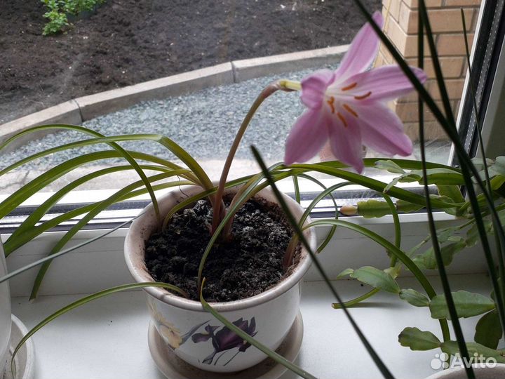 Зефирантес