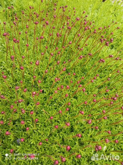 Цветы и рассада