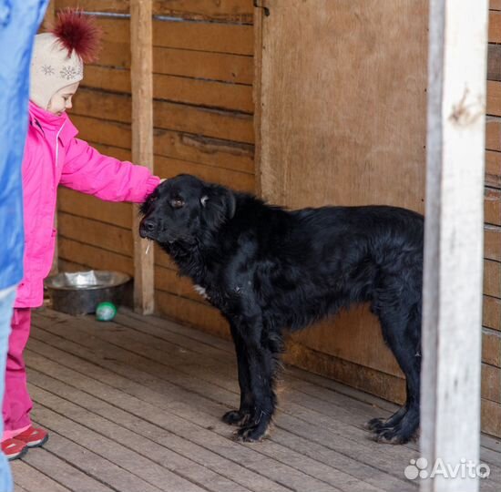 Отдам в добрые руки собаку Графа