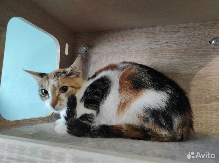 Котенок девочка в добрые руки