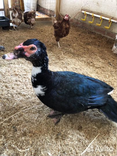 Селезень индоутки