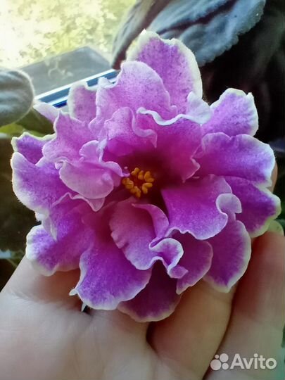 Фиалки(черенки) комнатные