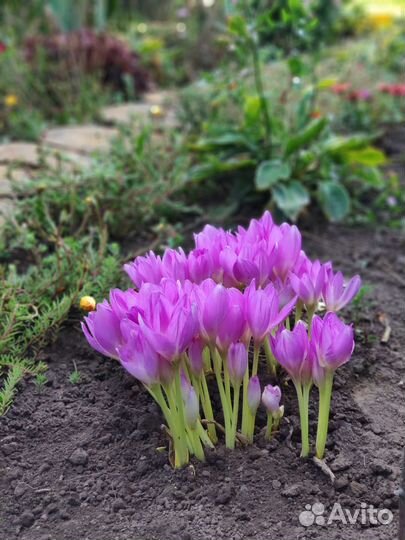 Луковицы безвременника