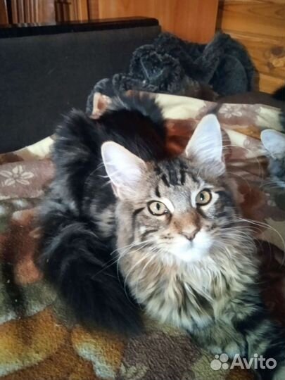 Котята мейн-кун