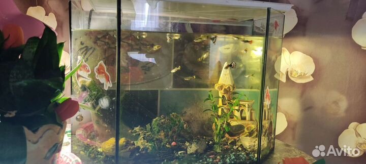 Продаються аквариумы 20,110,250литров писать в лс