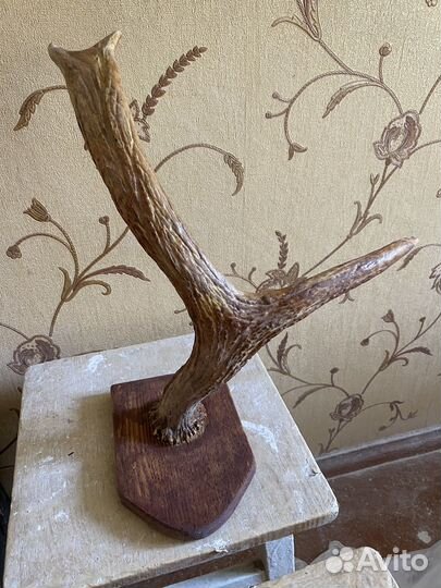 Рога. Самовывоз