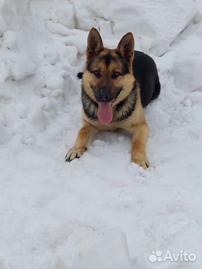 Восточноевропейская овчарка вязка