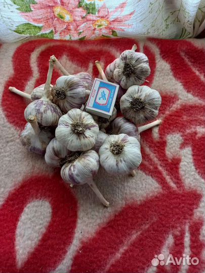 Озимый чеснок