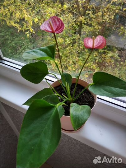 Продам комнатные цветы