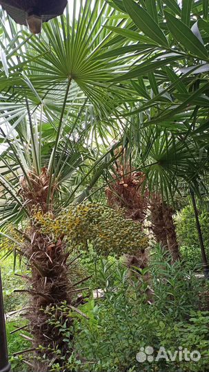 Пальма веерная саженец