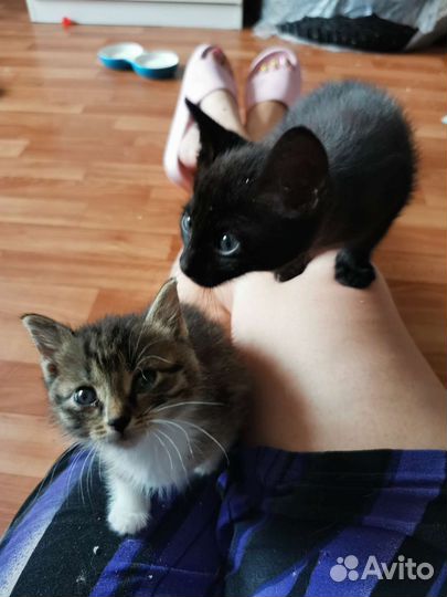 Котенок, котята в хорошие руки