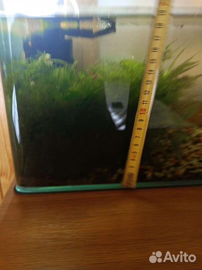 Яванский мох