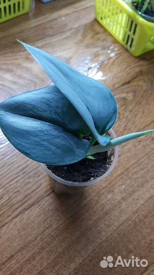 Сциндапсусы