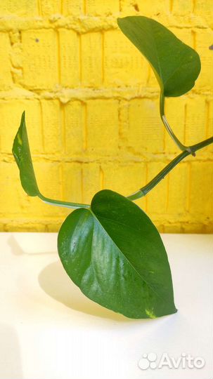 Сциндапсус (Эпипремнум) золотистый