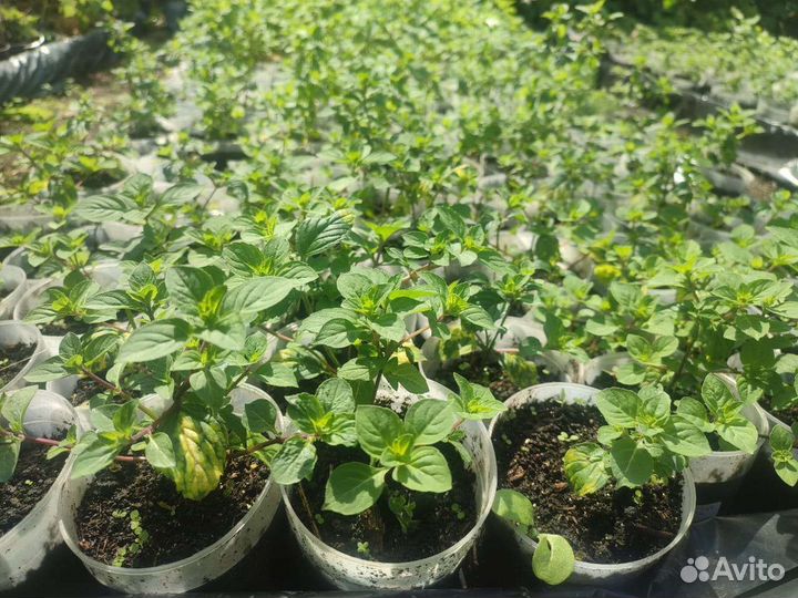 Мята сортовая 40 сортов