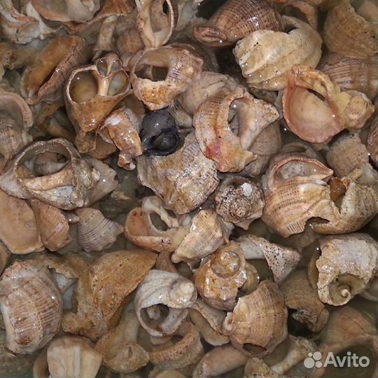 Морские раковины рапана, коряги