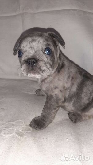 Щенки французского бульдога