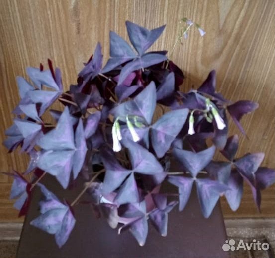 Кислица оксалис