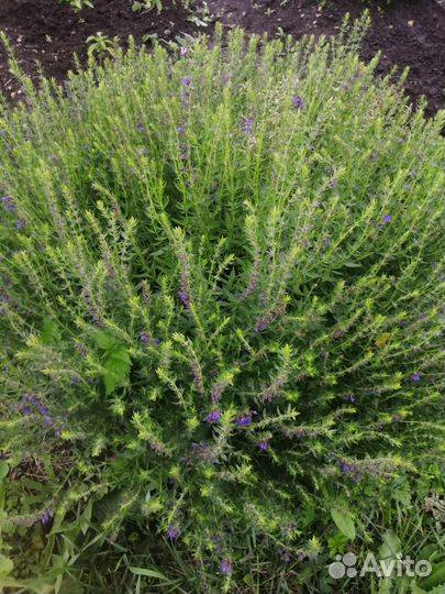 Саженцы травы лечебной