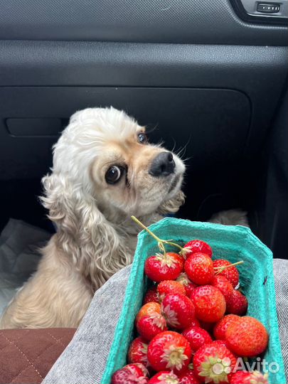 Кокер спаниель