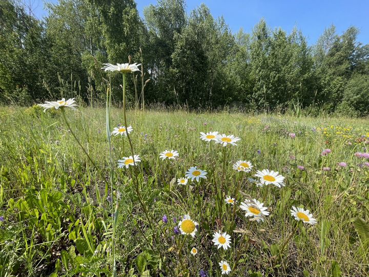 Участок 6,5 сот. (ИЖС)