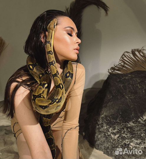 Змея, императорский удав